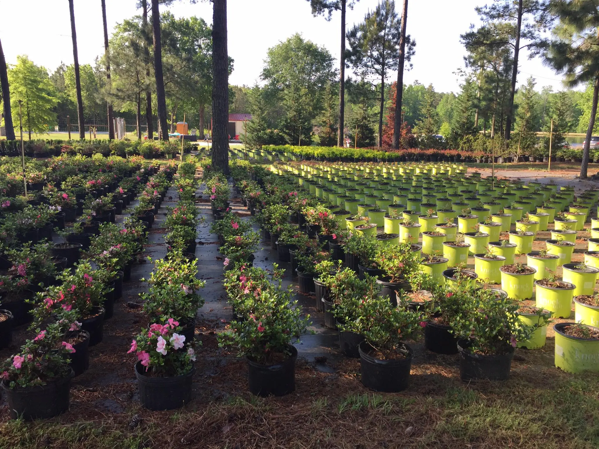 Elliott's Nursery | Kershaw, SC | plants in the nursery