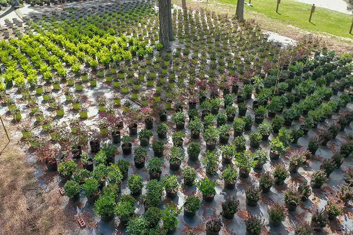 Elliott's Nursery | Kershaw, SC | plants in the nursery