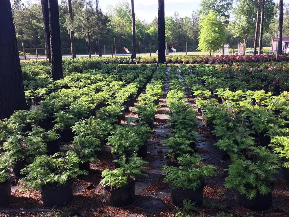 Elliott's Nursery | Kershaw, SC | plants in the nursery