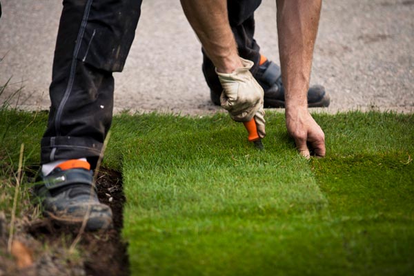 Elliott's Nursery | Kershaw, SC | cutting sod