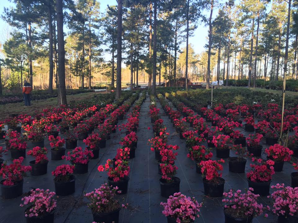 Elliott's Nursery | Kershaw, SC | plants in the nursery